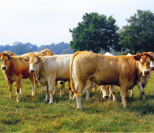 vache_blonde_aquitaine-franchementbien