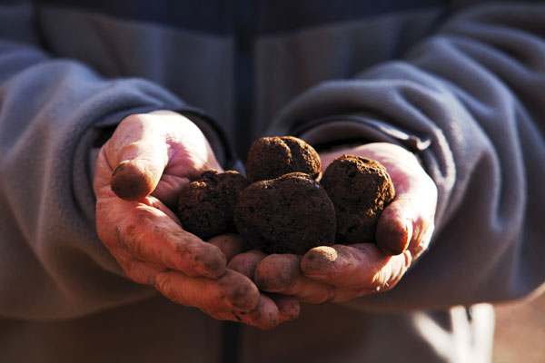 La truffe, or noir de Dordogne