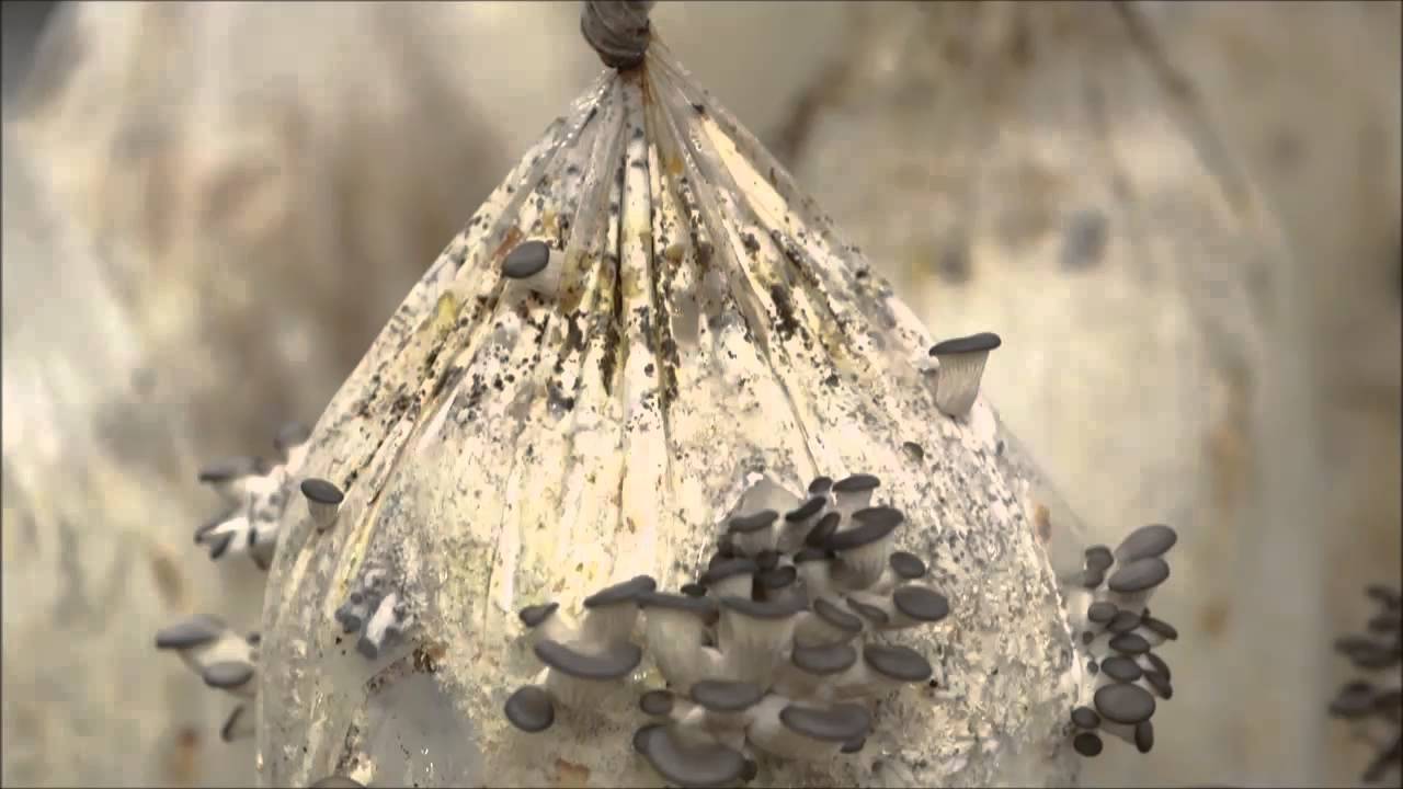 Savez-vous planter des champignons ?