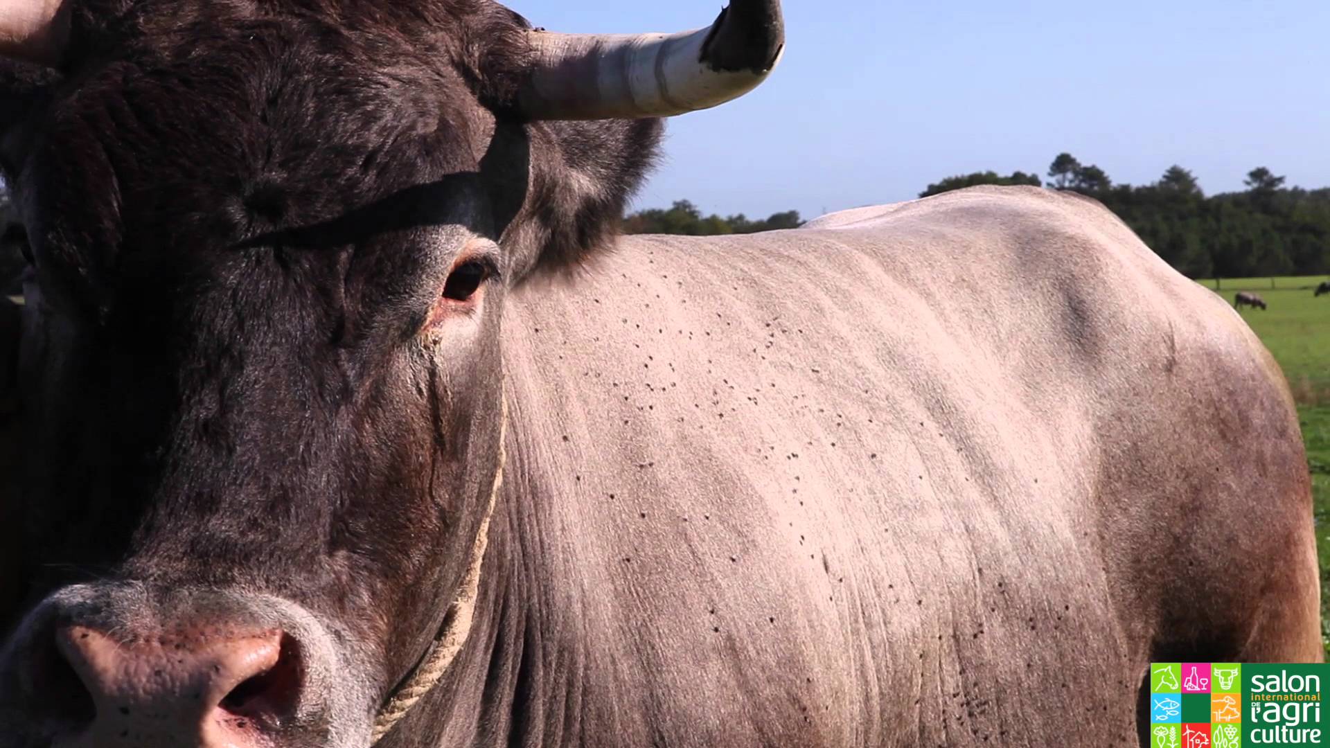 Cerise, mascotte du Salon de l’Agriculture