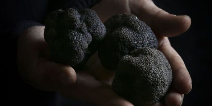 Les petits secrets de Margaux. La truffe noire du Périgord : comment la  reconnaître ?