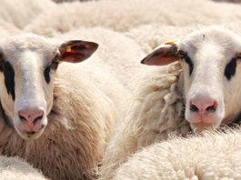 La filière laine en France