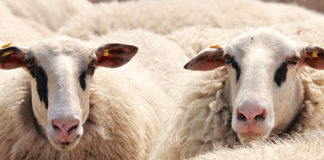 La filière laine en France